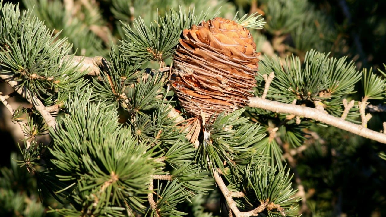 Does Cedar repel mosquitoes