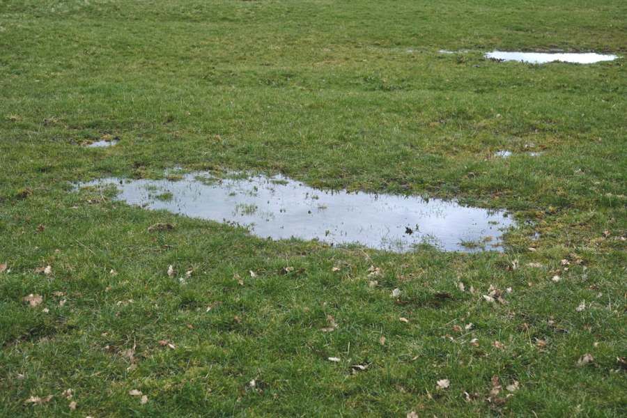Puddles (Standing Water Sources) in Lawn