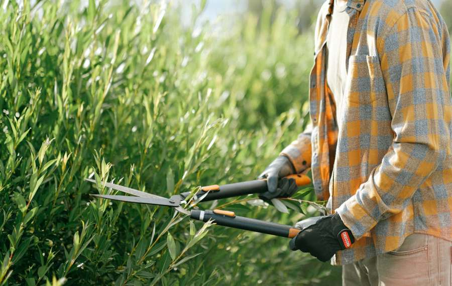 Trim Hedges, Shrubs, and Overgrowth